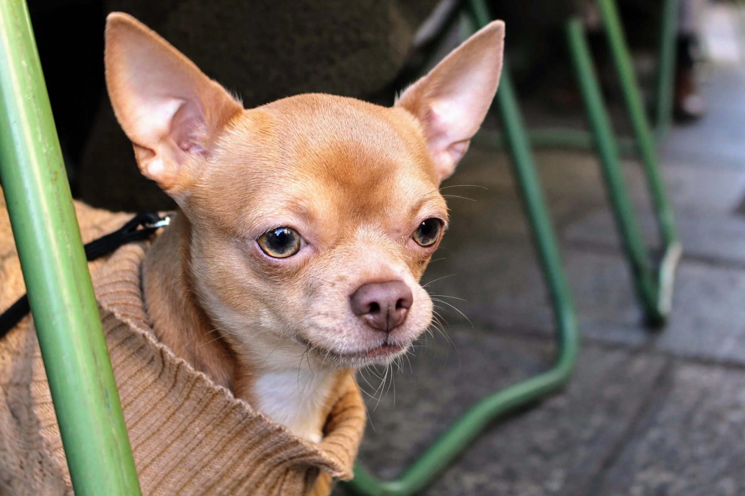 Couchou, Chihuahua mix