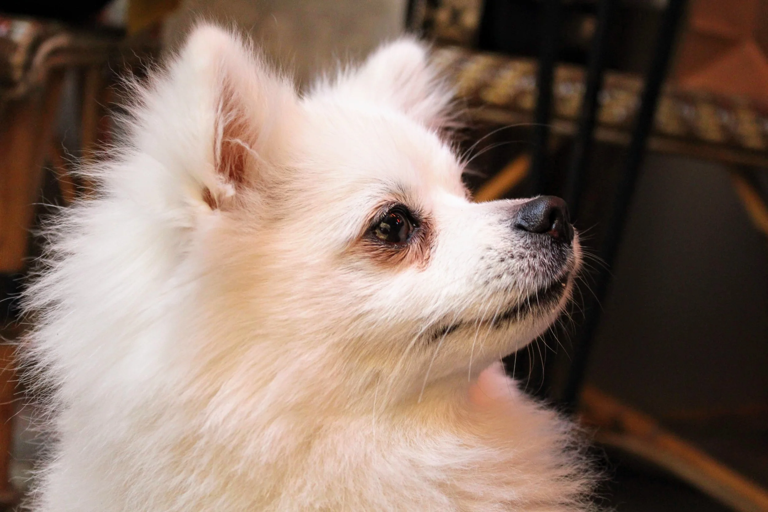 Nijinski, Spitz Pomeranian