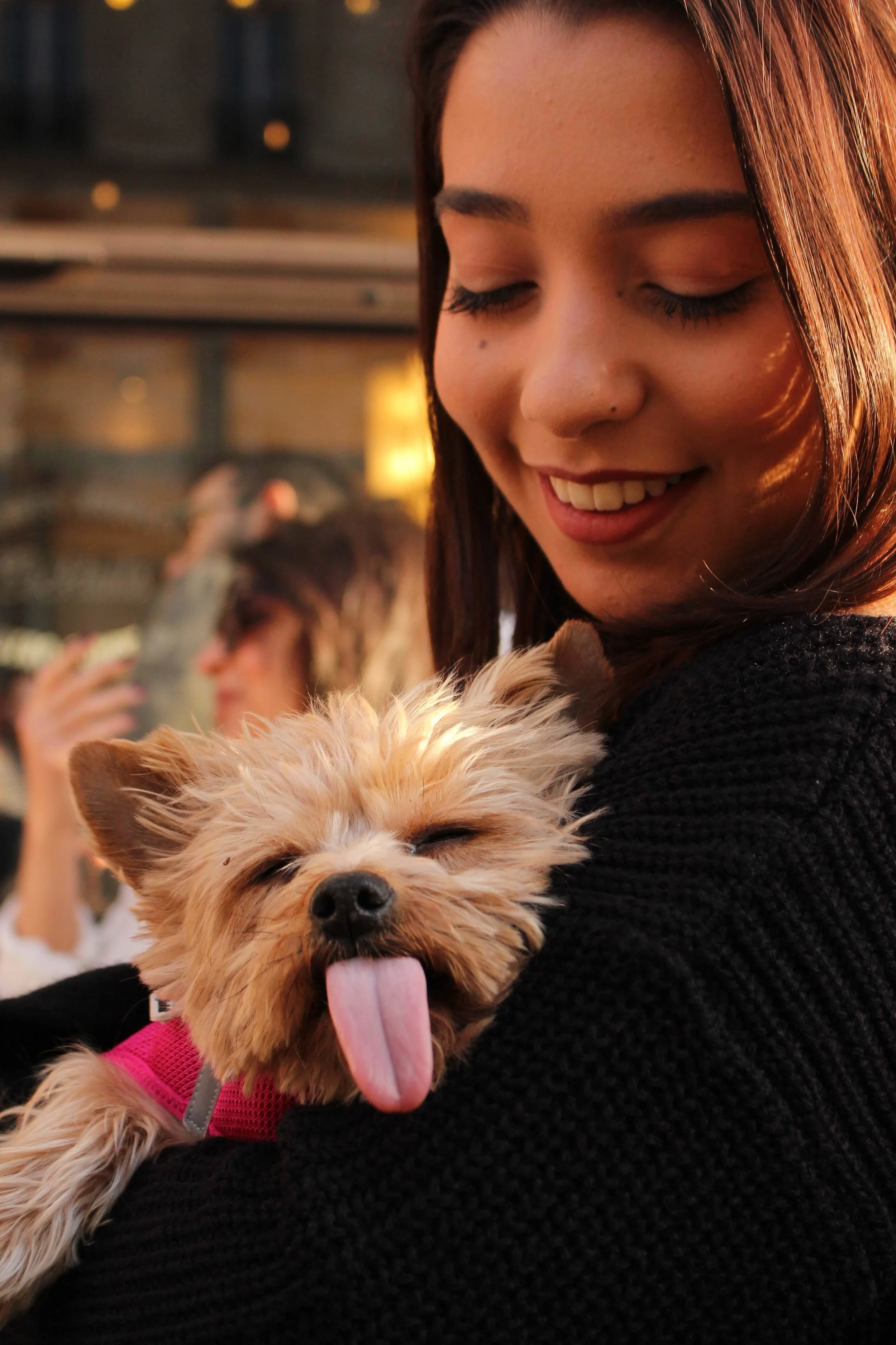 Dolly, Silky Terrier