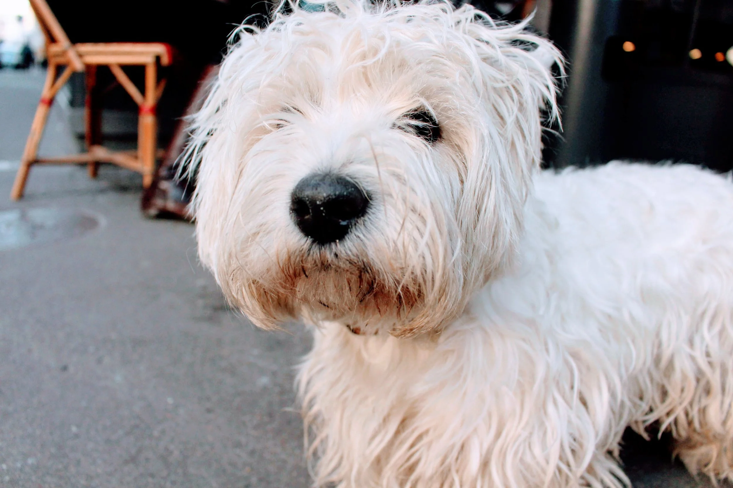 Dolly, West Highland Terrier