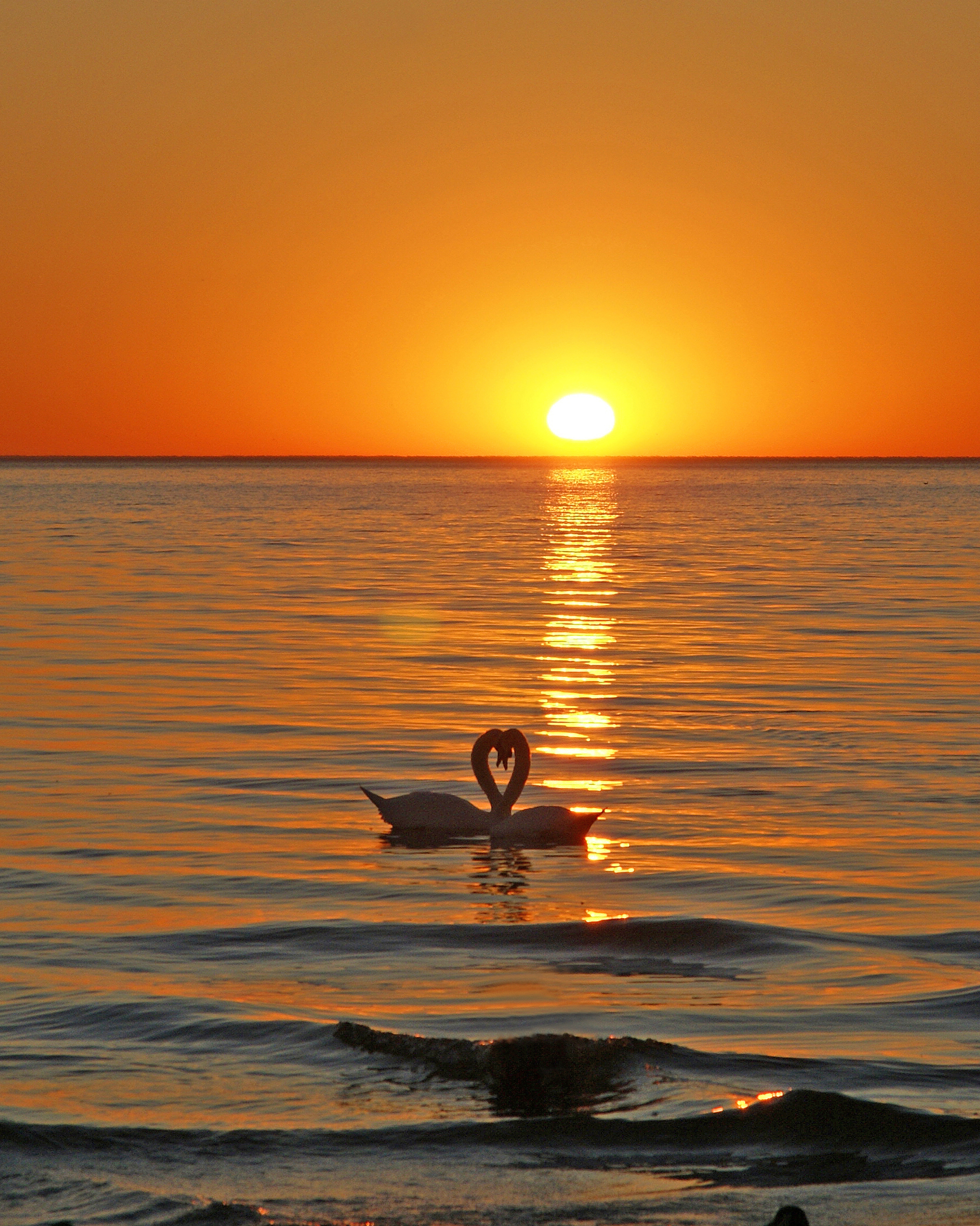 Swans by Dawn by Fred Fox 2017 copyright.jpg