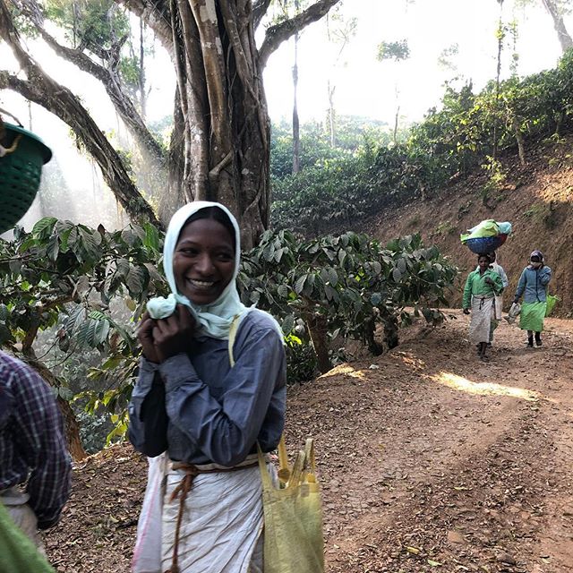 The commute to work looks different for different people.  Off to pick coffee!  #nofilter #sustaianablecoffee #indiacoffee @samuelgurel @classiccoffees