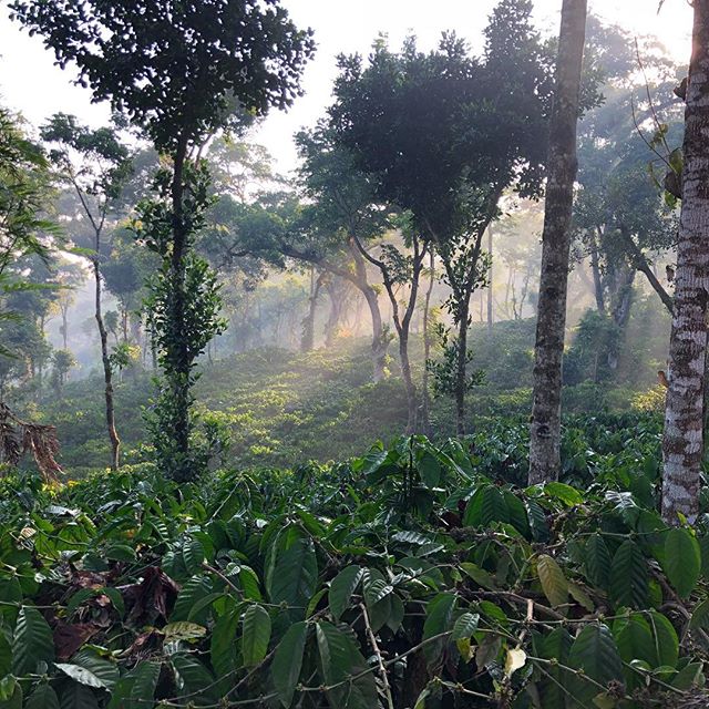 Sustainable Coffee Institute