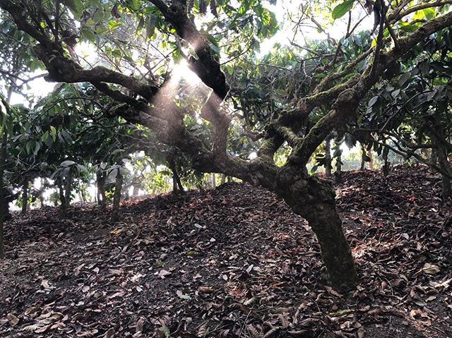 These trees were planted in 1954. For this if you slow at math ~64 years. And these guys are still producing lots of great coffee.  #sustainablefarming #sustainablecoffee
