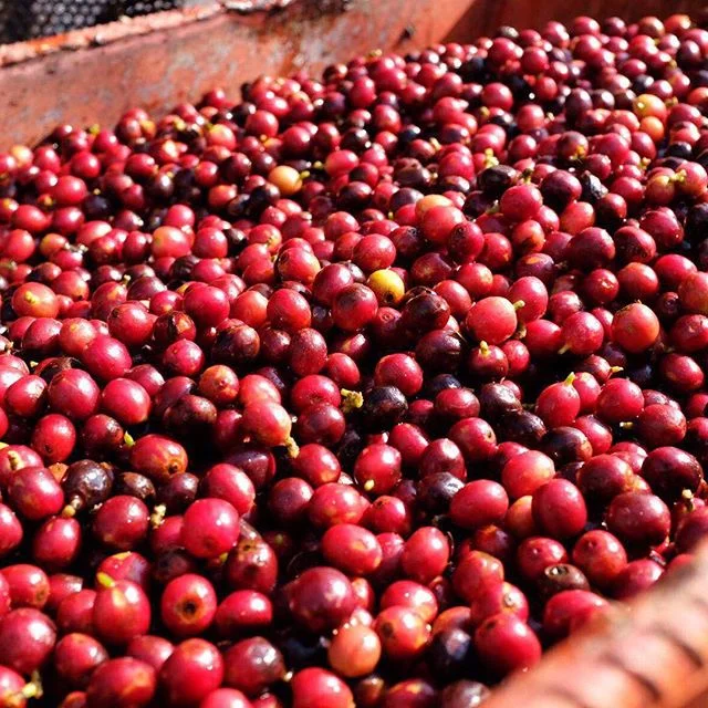 Sustainable Coffee Institute