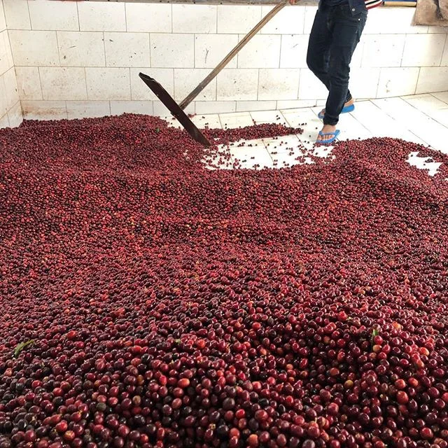 DOWNLOAD Cupping Form — Sustainable Coffee Institute