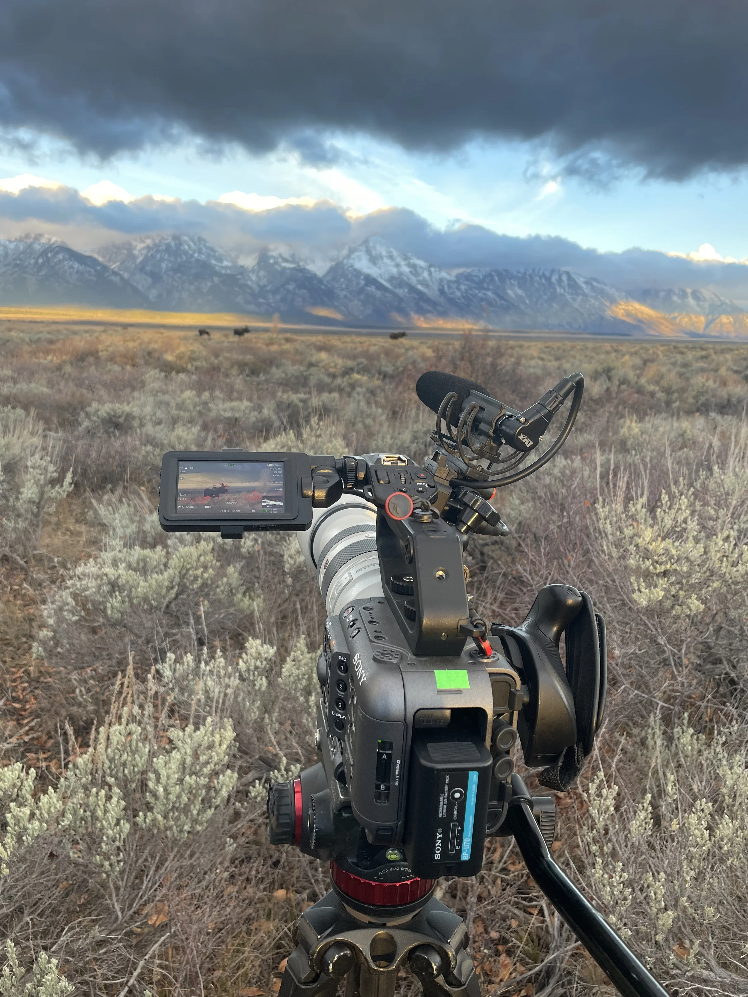Adventure Time | Filming Moose in Grand Teton National Park w/ Sony Fx6