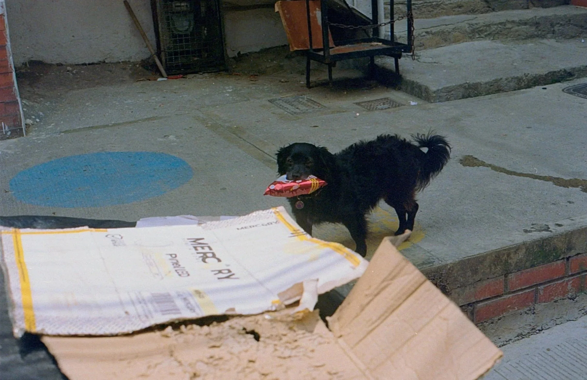 A black dog with fluffy fur holding a red and yellow toy in its mouth on a concrete sidewalk near a cardboard box.