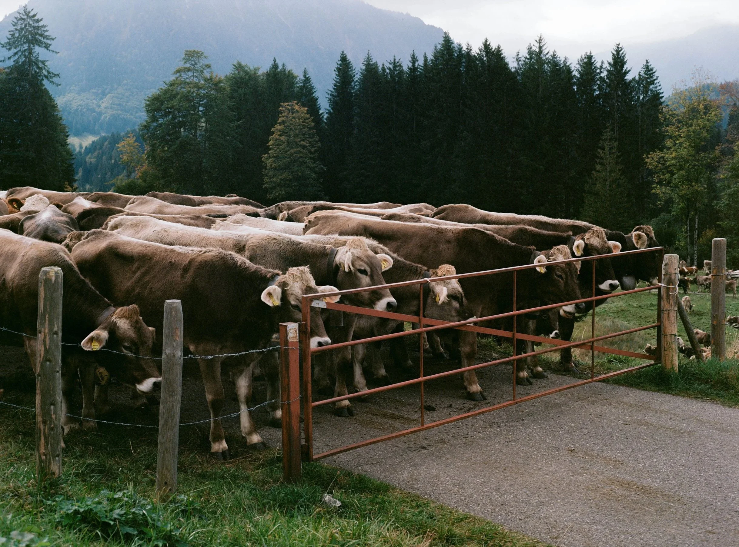 A herd of cattle, mainly brown and white, standing behind a wooden fence in a rural area with trees and mountains in the background.