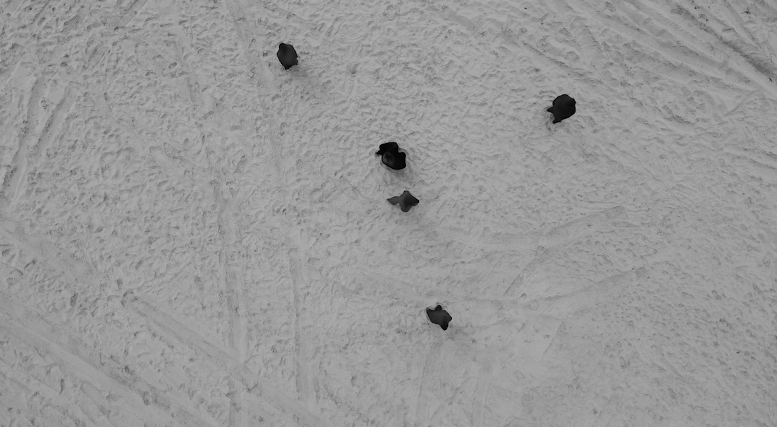 STRATA is a multi-sensory performance, a collective lucid dream, an urgent embodied call to slow down and experience our (be)longing. In this elemental and surrealist myth of recreation, the artists quite literally attempt to reassemble a massive ea