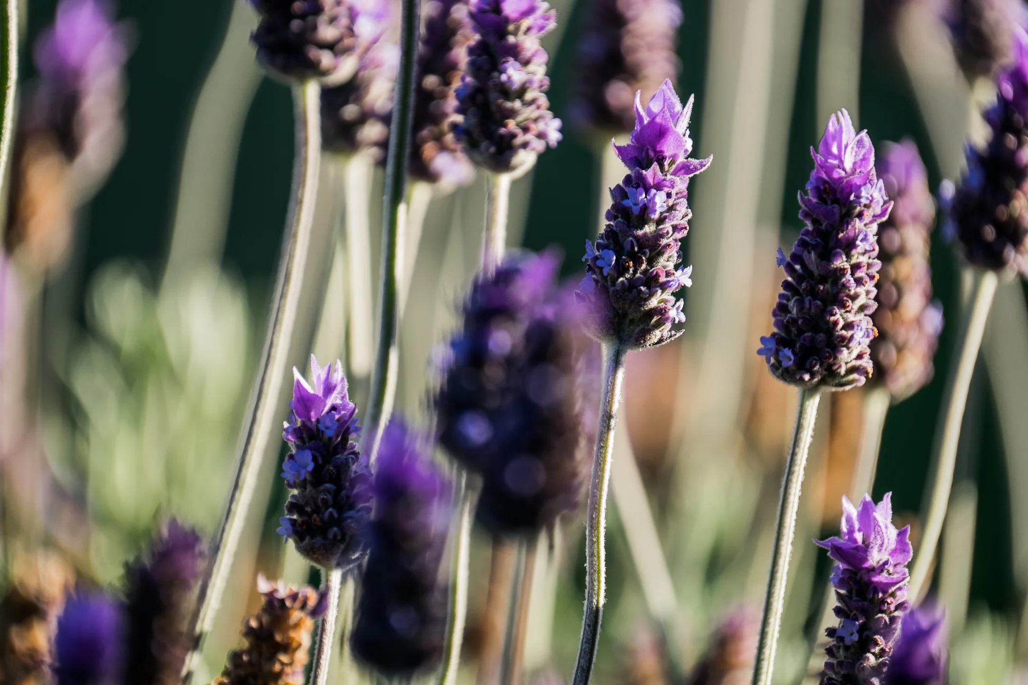 Purple (1 of 1).jpg