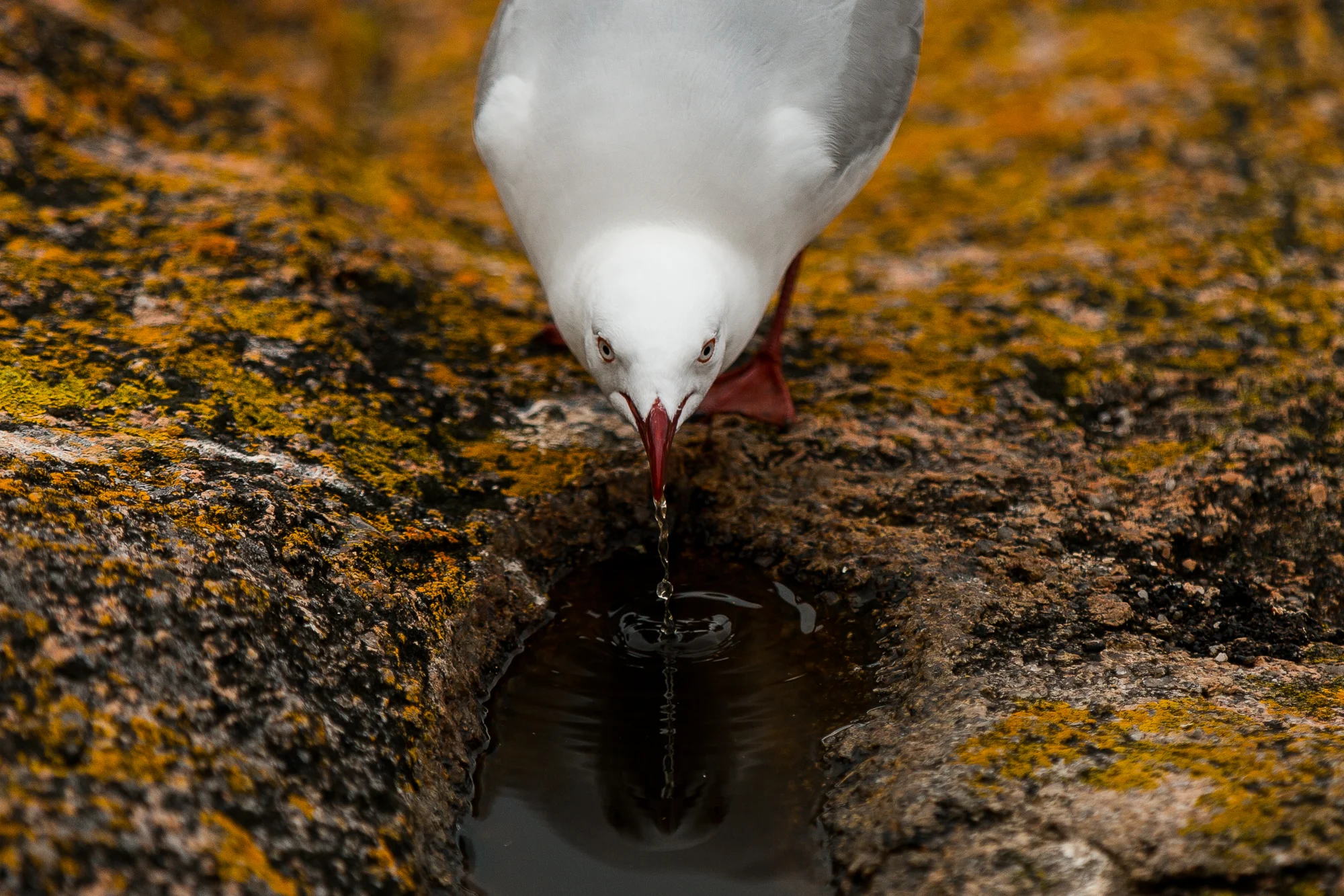 Seagul (1 of 1).jpg