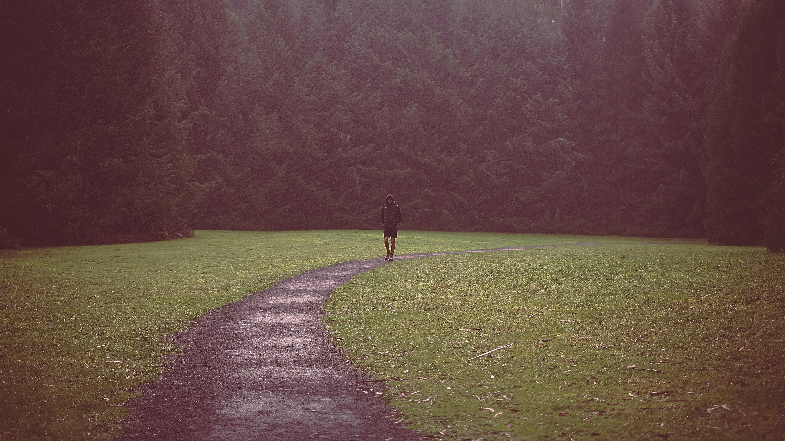 Forests2.jpg