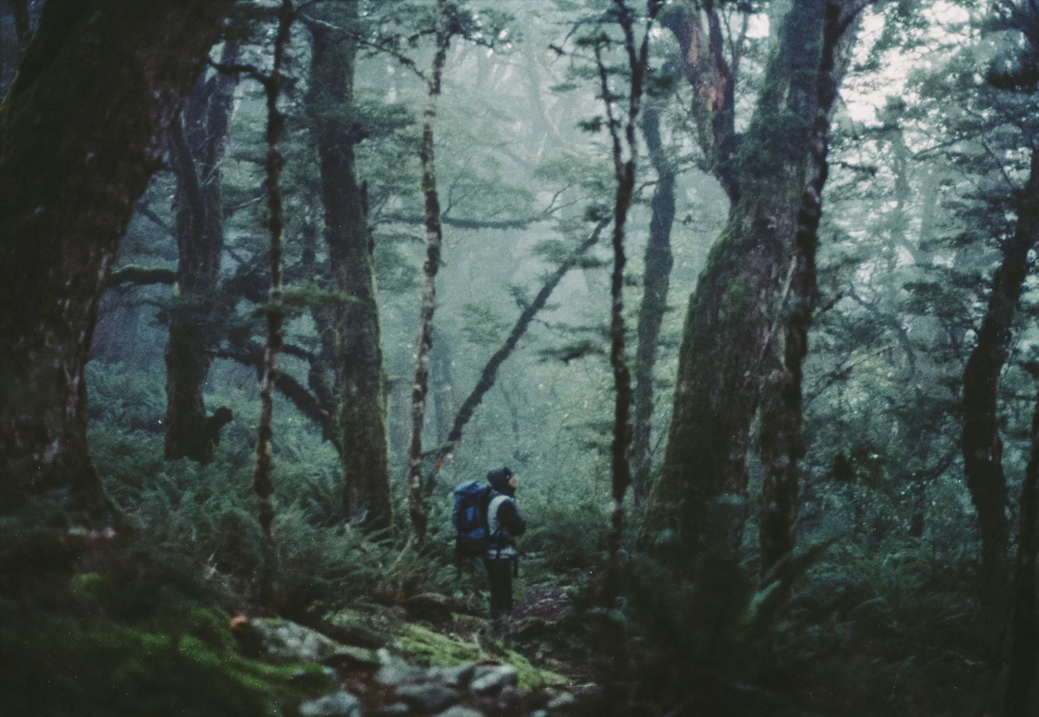 Greenstone track (10).JPG