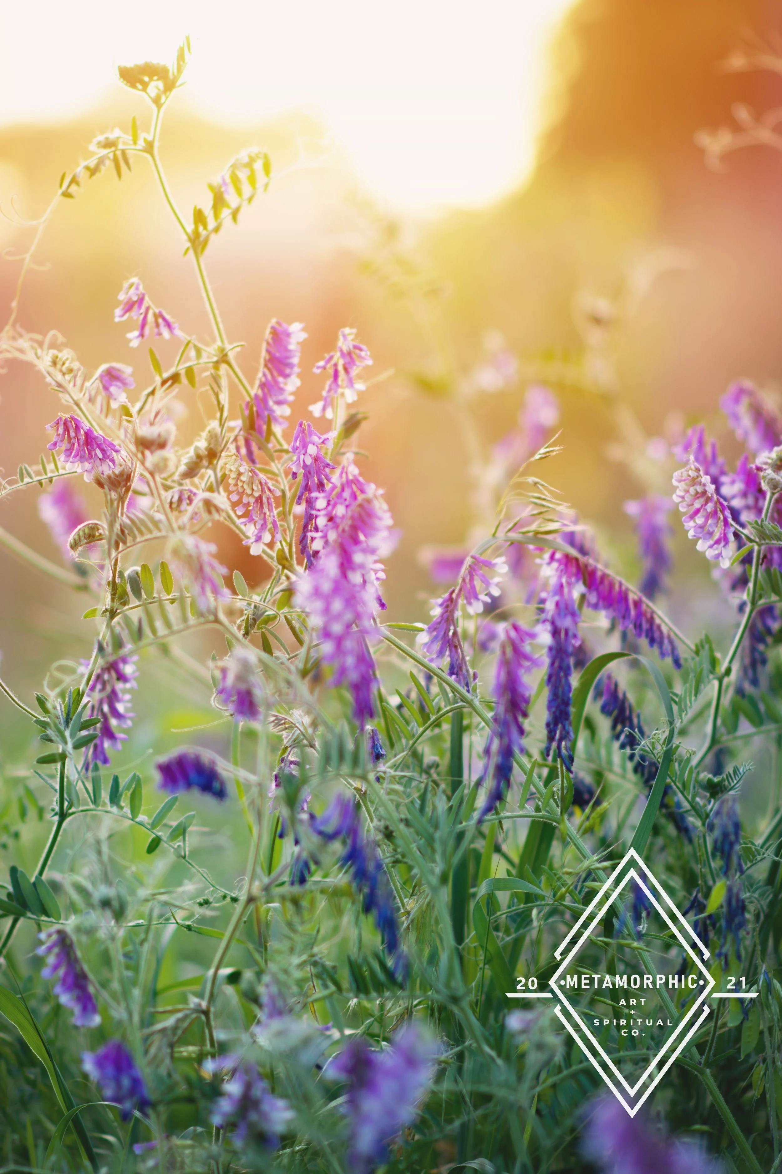 DSC_5809 edit wm 2021.jpg