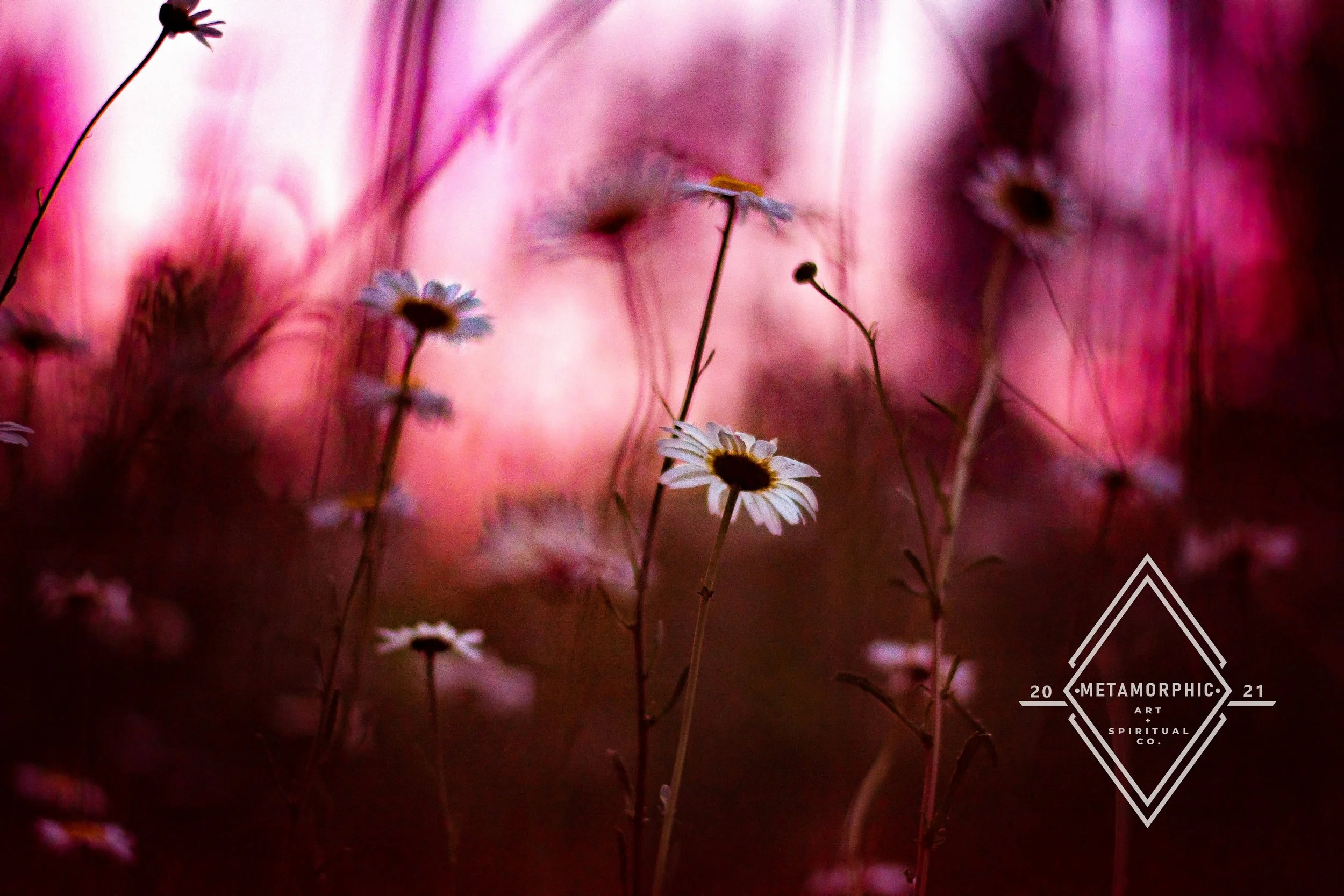 DSC_6541 3 edit wm 2021.jpg