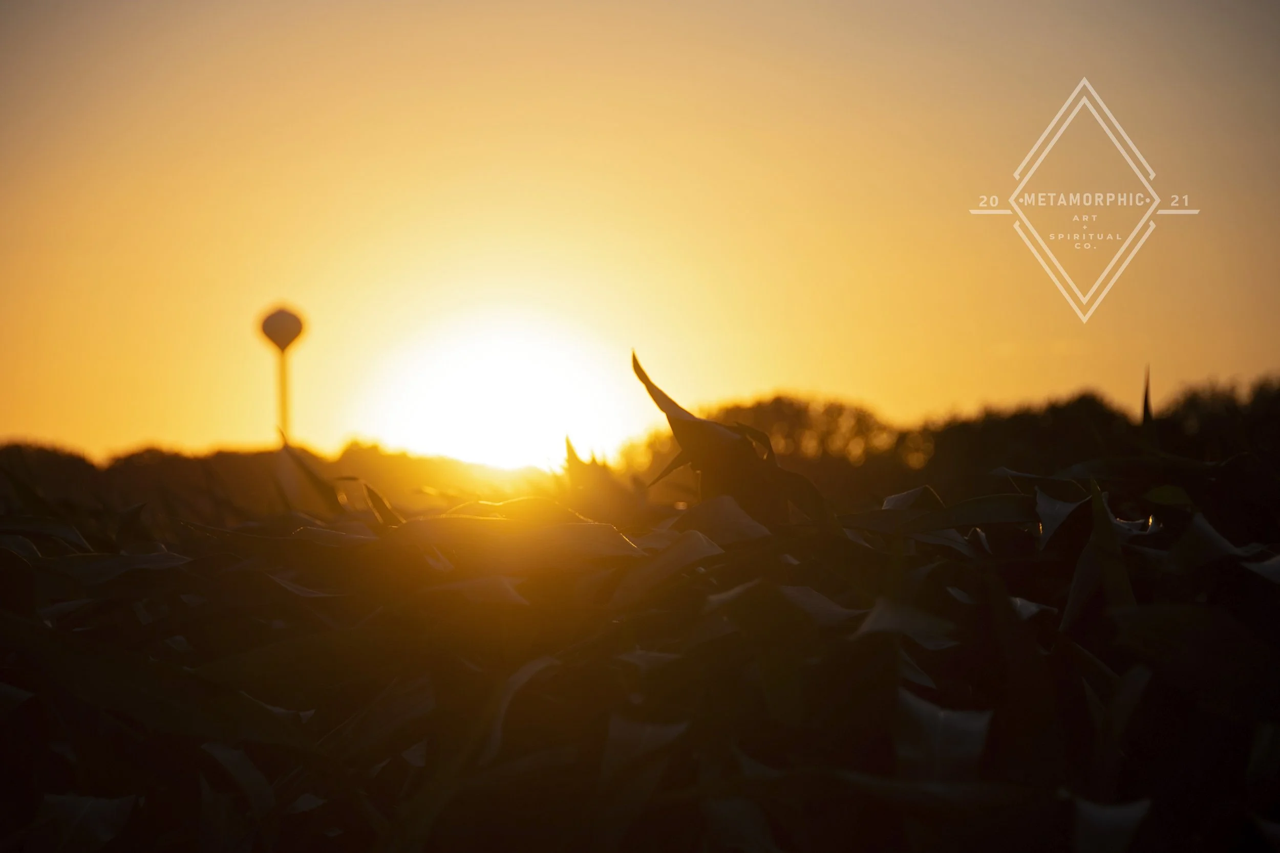 DSC_8356 edit wm.jpg