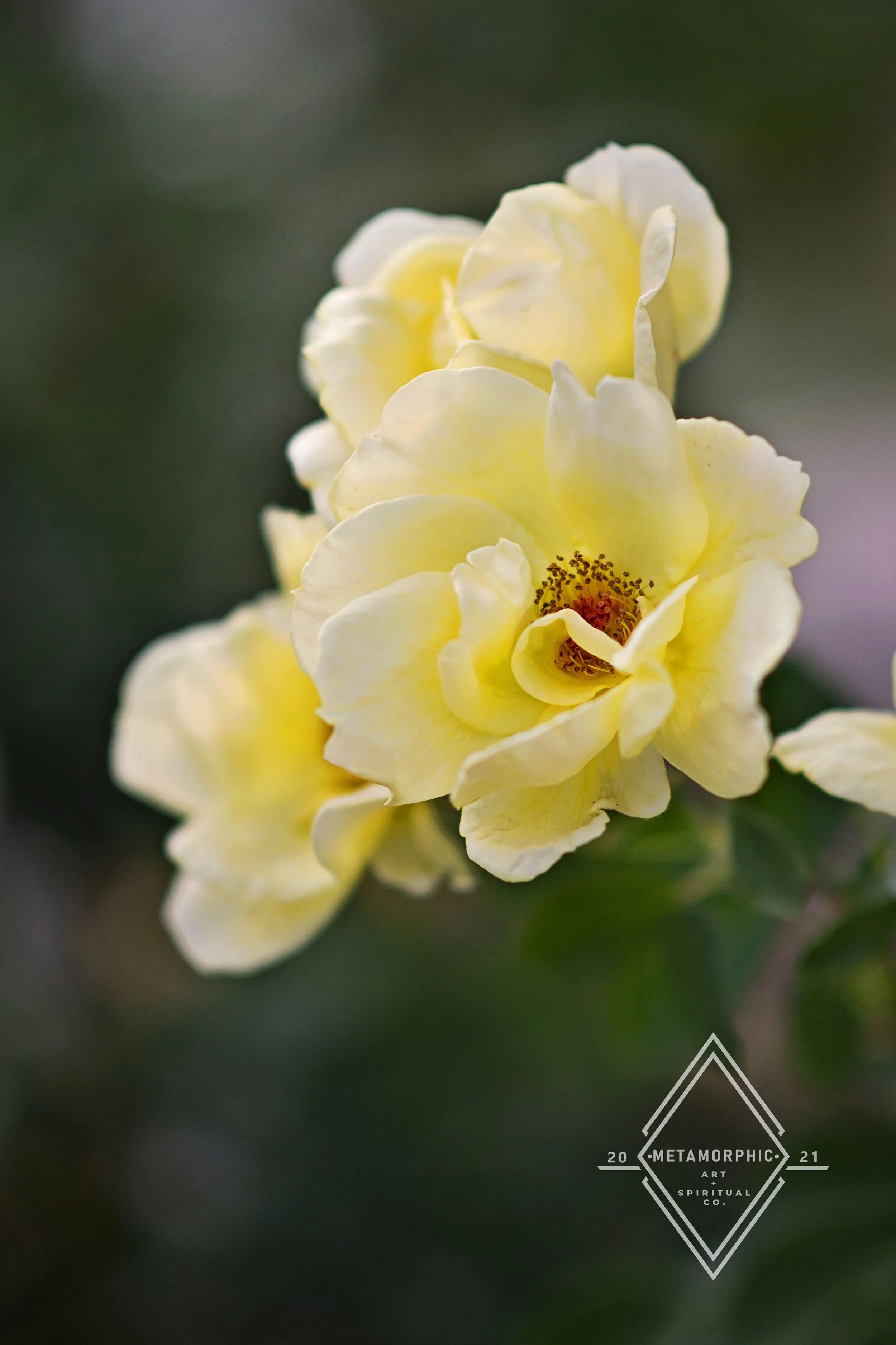 _DSC0213 edit wm.jpg