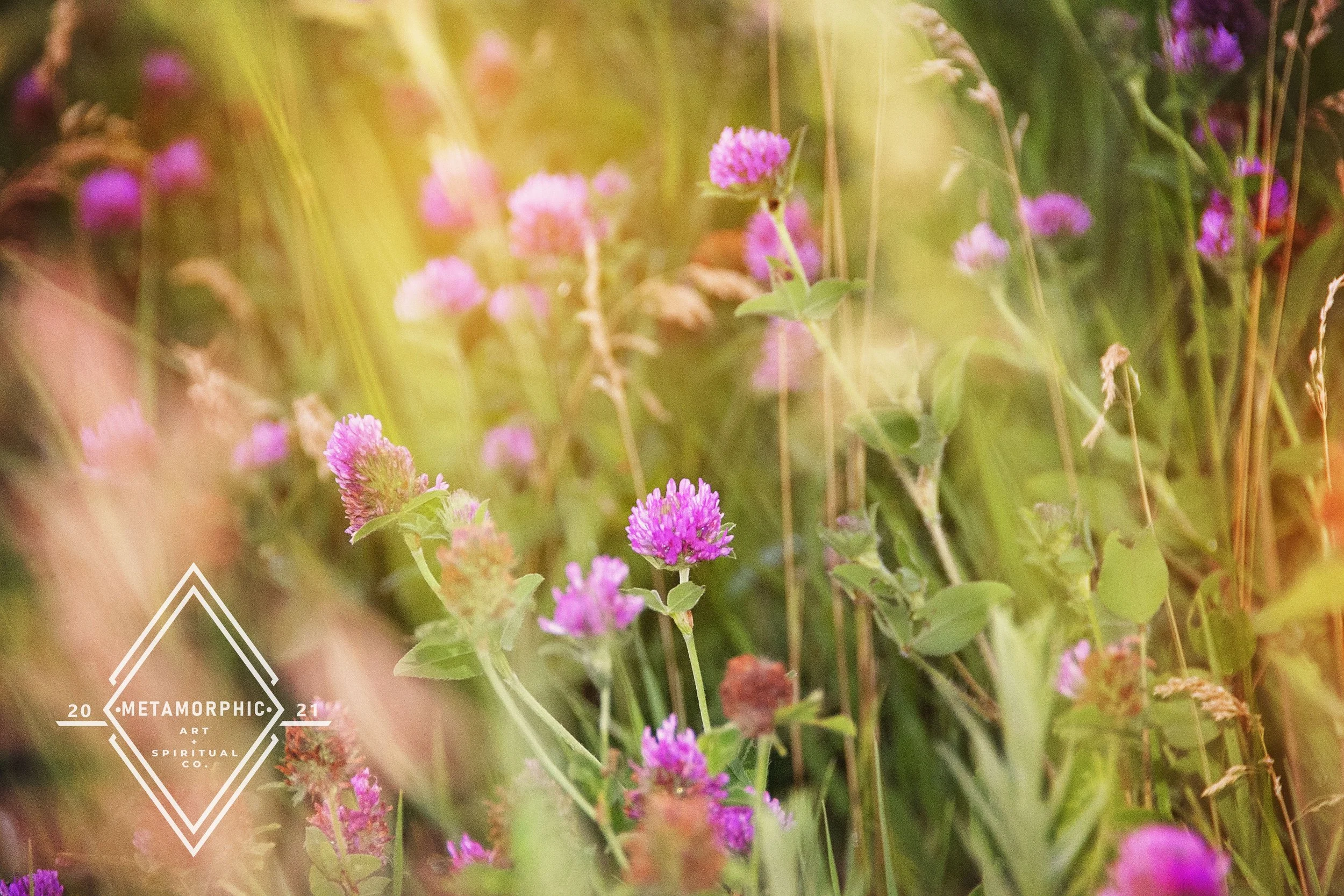 _DSC0966 edit wm.jpg