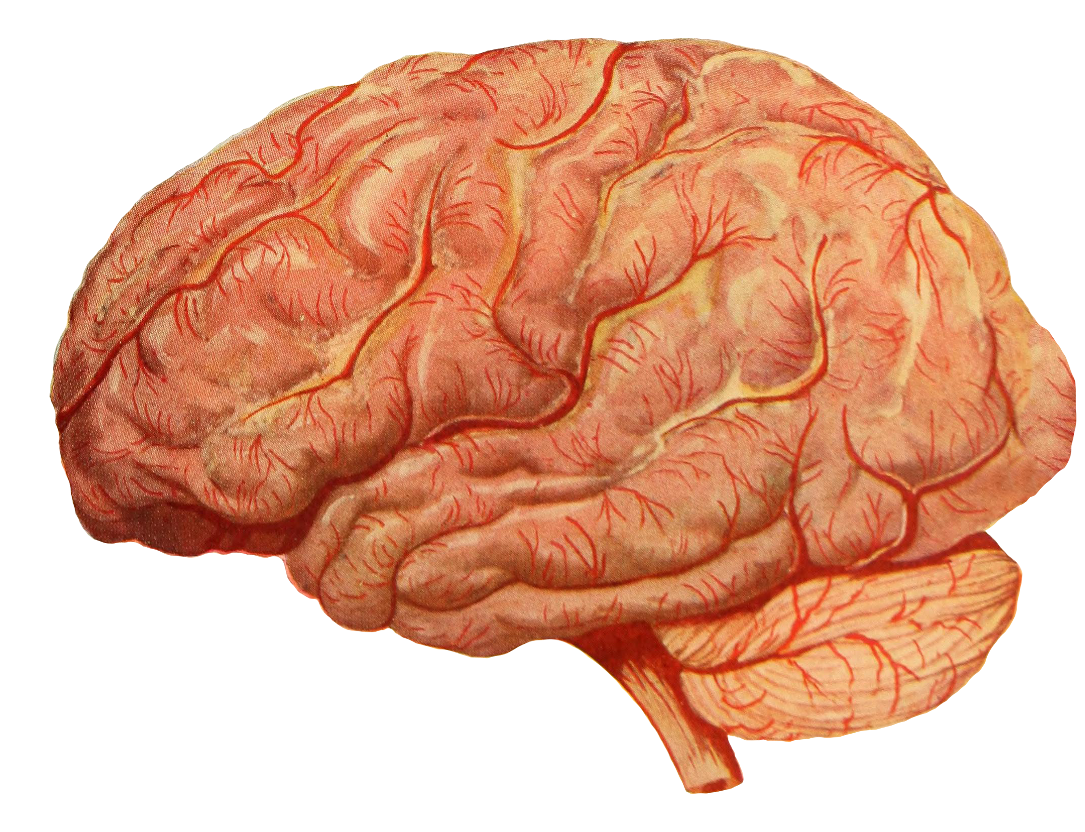 DW_elements_brain_RGB.png