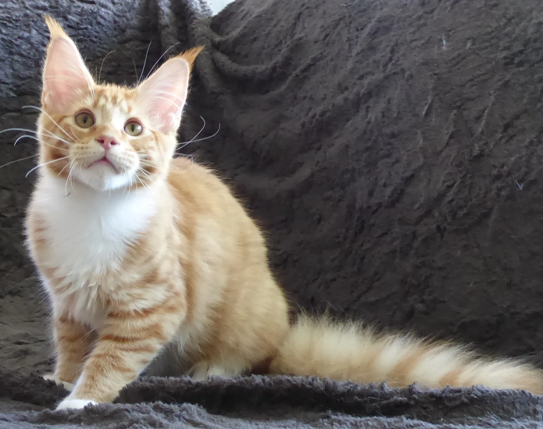 Des nouvelles photos des chatons !