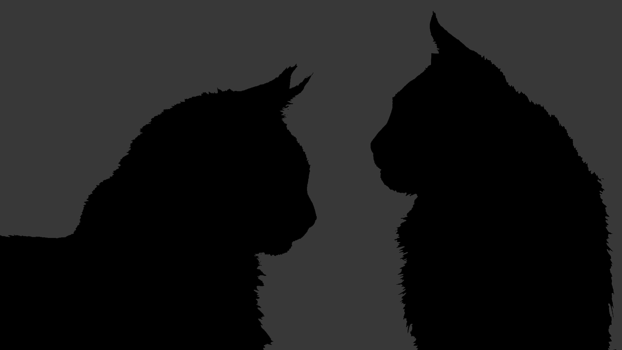 Description Du Maine Coon O De Cry Maine Coon Description Du Maine Coon O De Cry Maine Coon