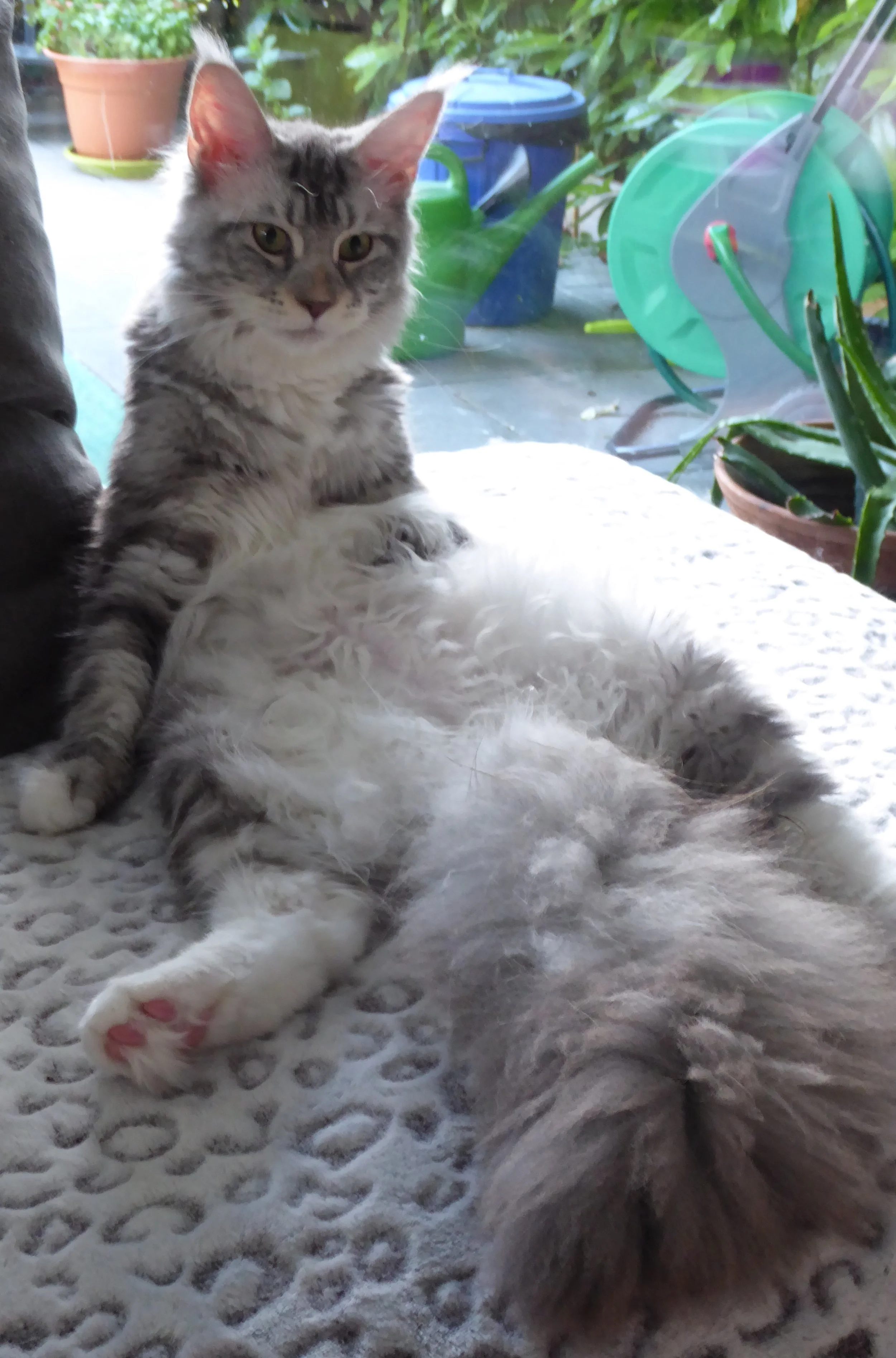 Prochains bébés et mariages