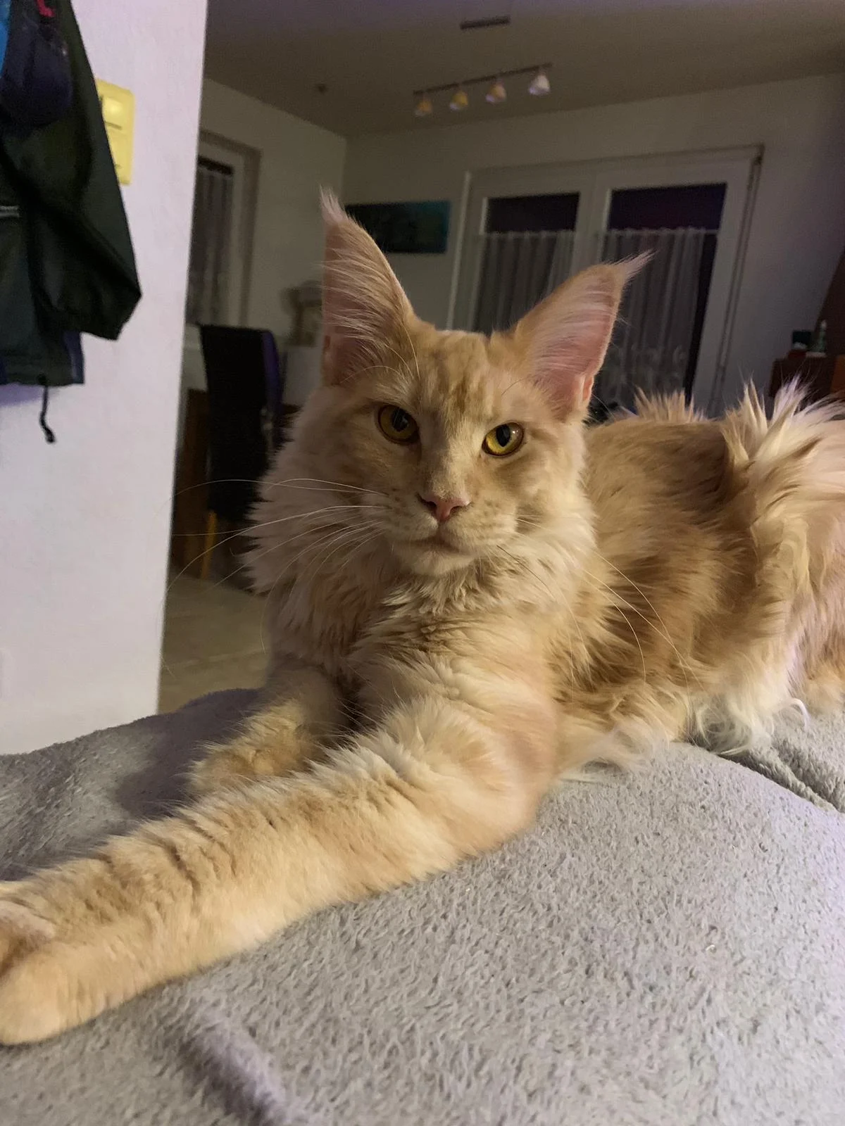 O De Cry Maine Coon