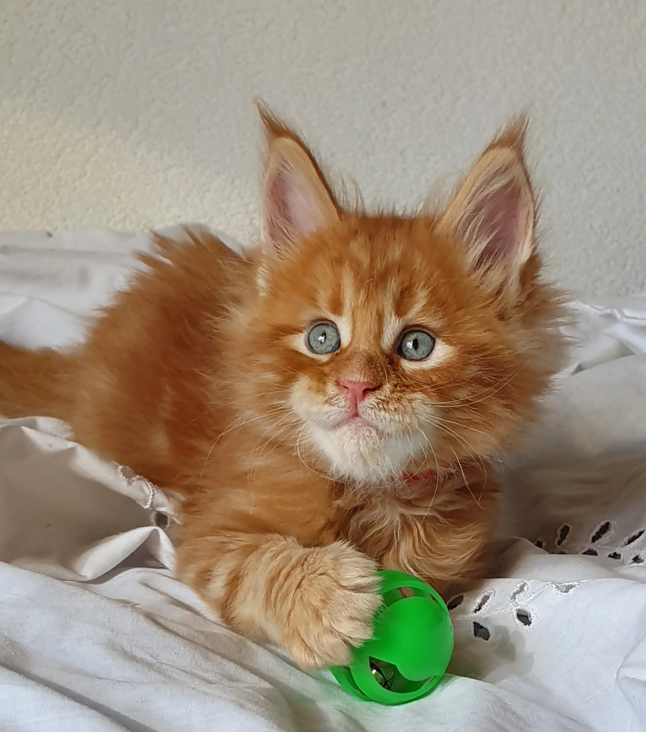 O De Cry Maine Coon