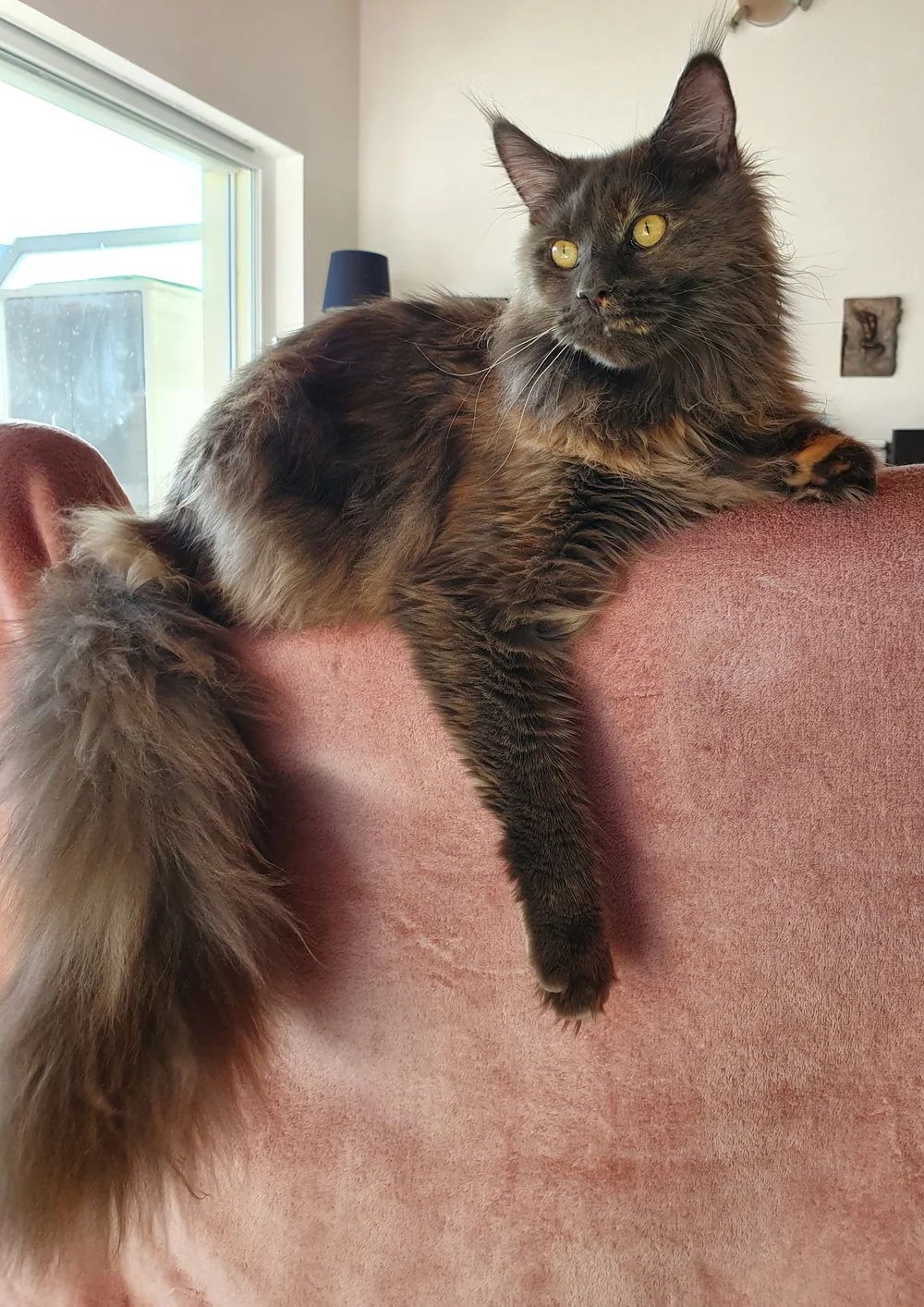 Bebe Norma Jack Pote O De Cry Maine Coon