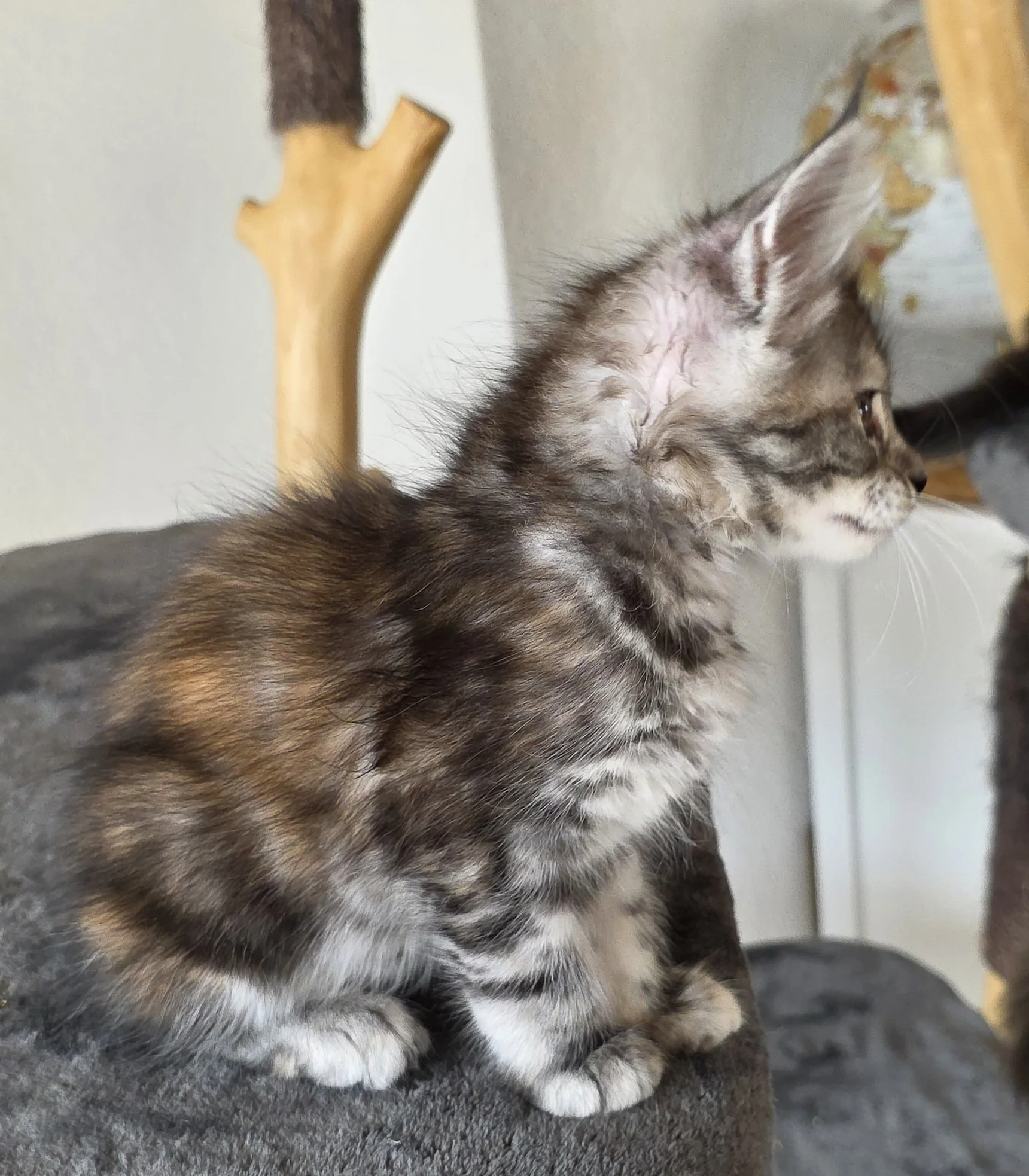 8 semaines (2 mois)
