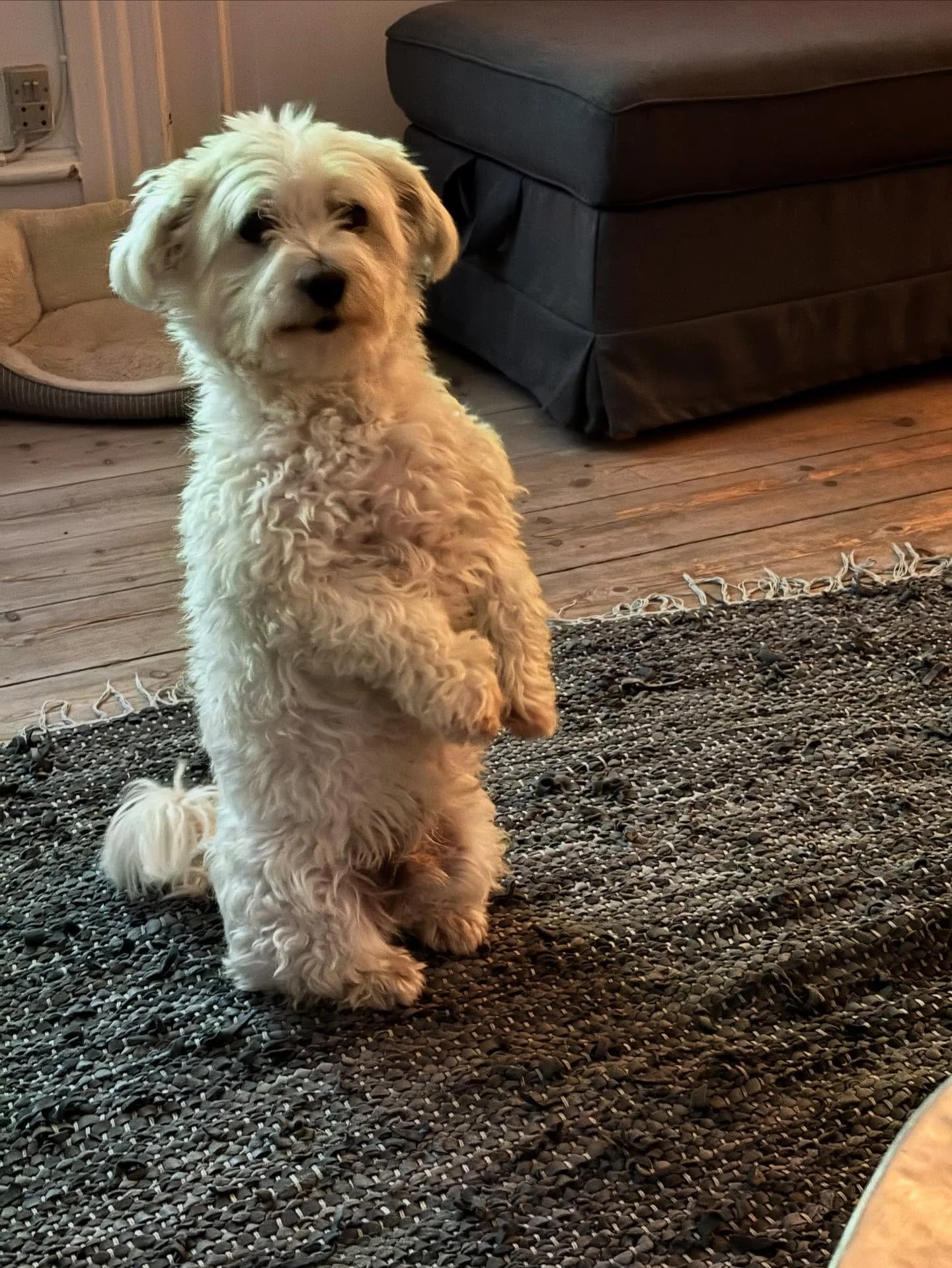 Oli ❤️