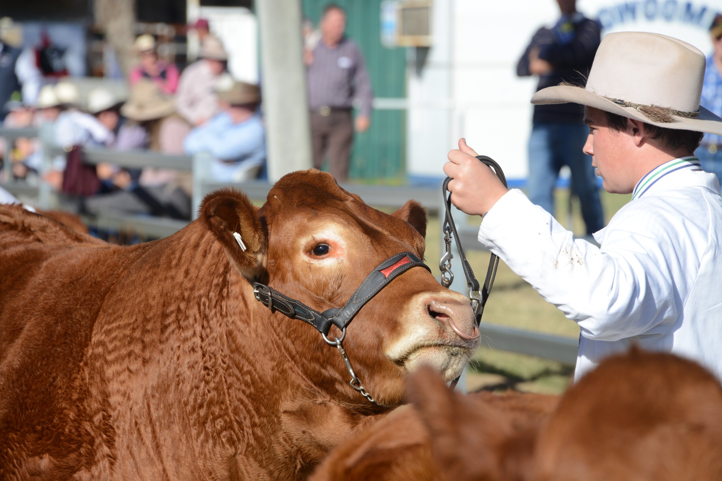  Elders FarmFest 2024:  Livestock Exhibitors and Competitions   Find out more  