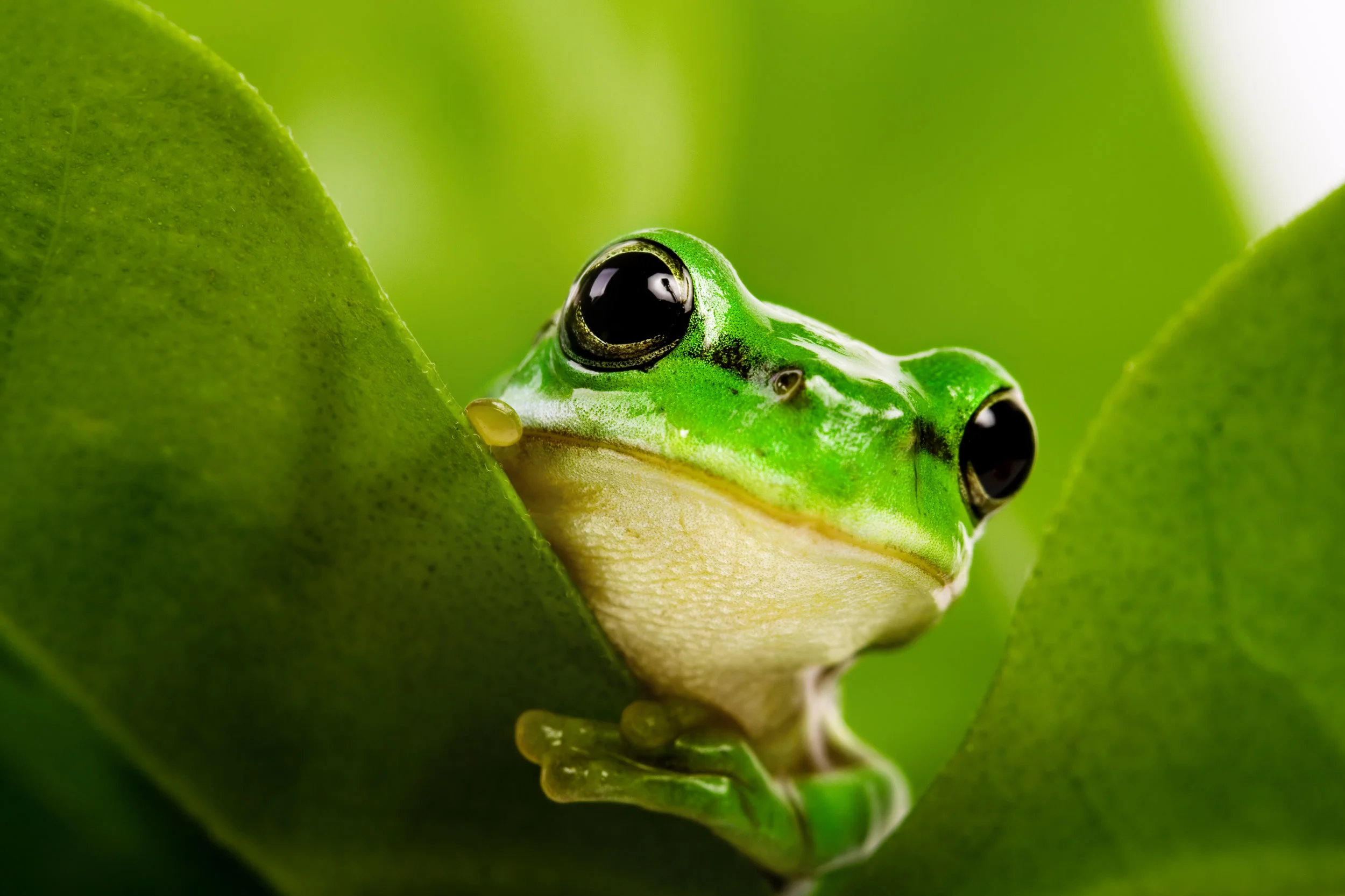 AdobeStock_6748285.jpeg