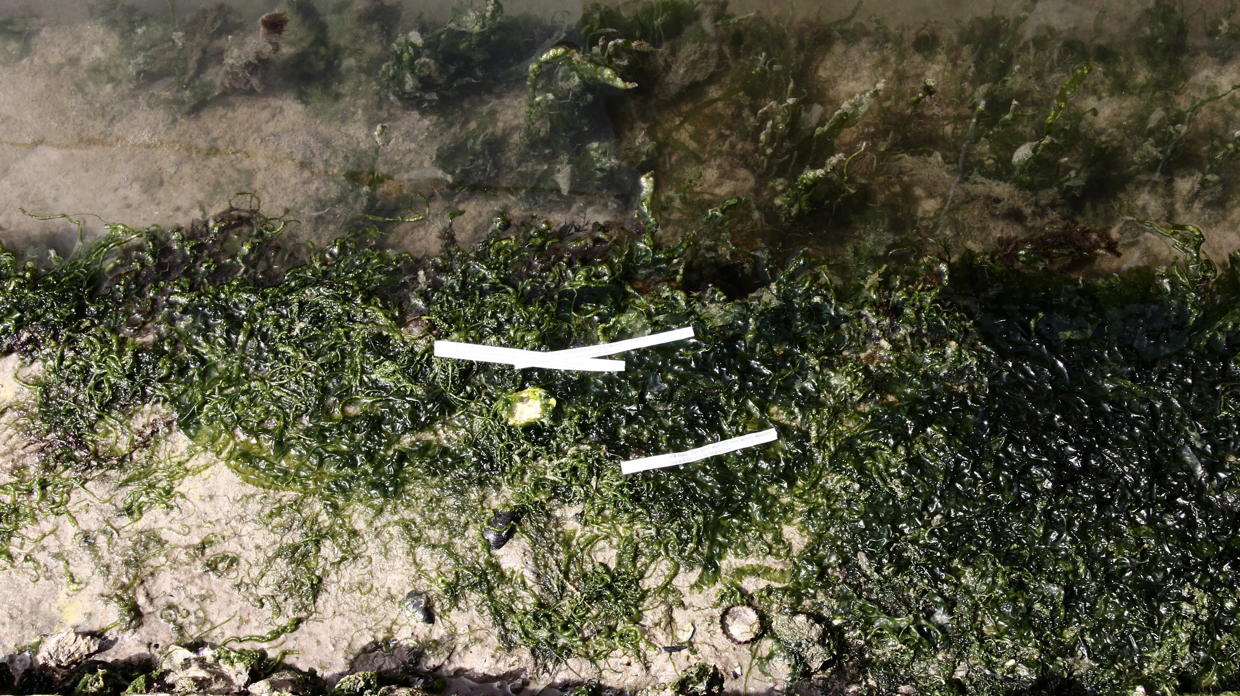 16 text in moss canal AKwan.JPG