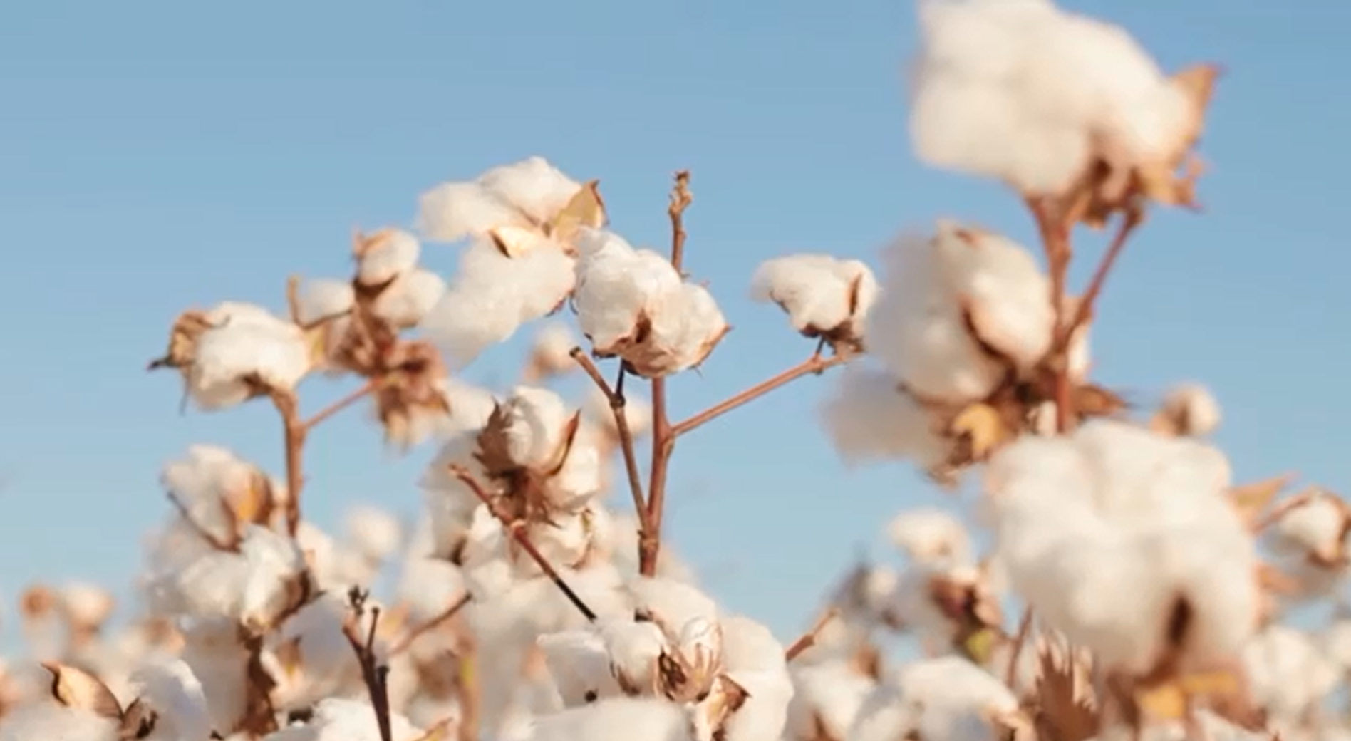 Assistant Farm Manager