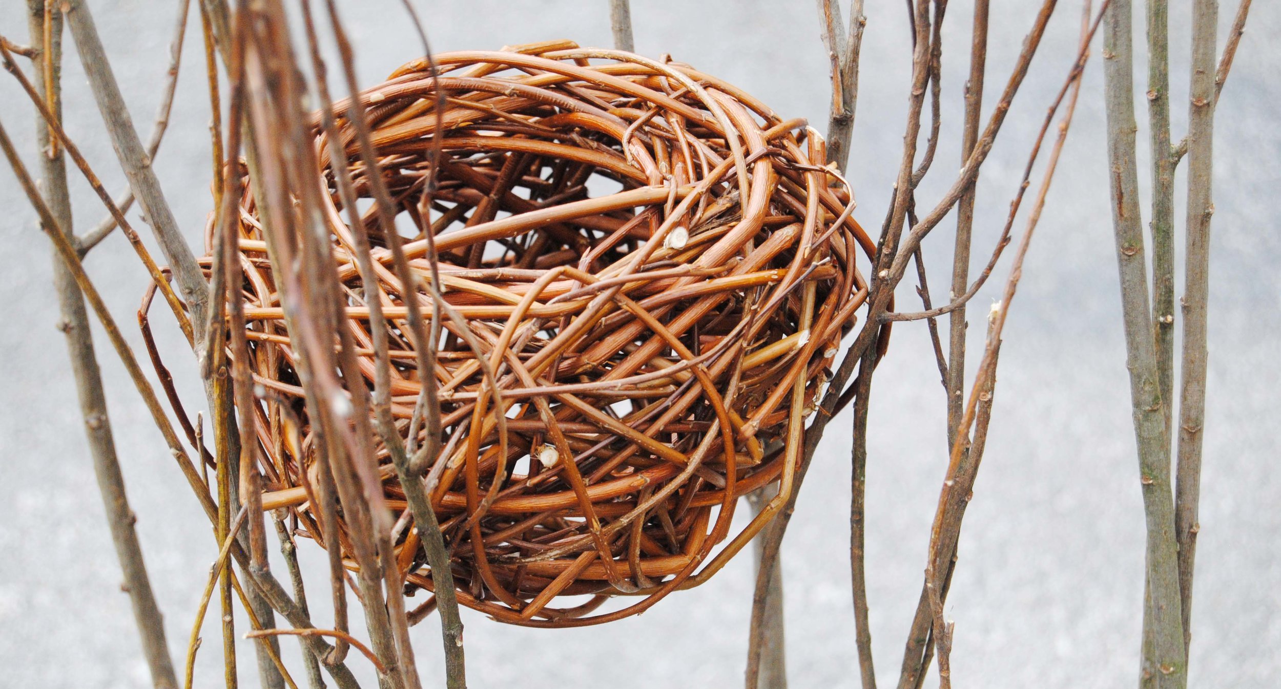 Nest.jpg