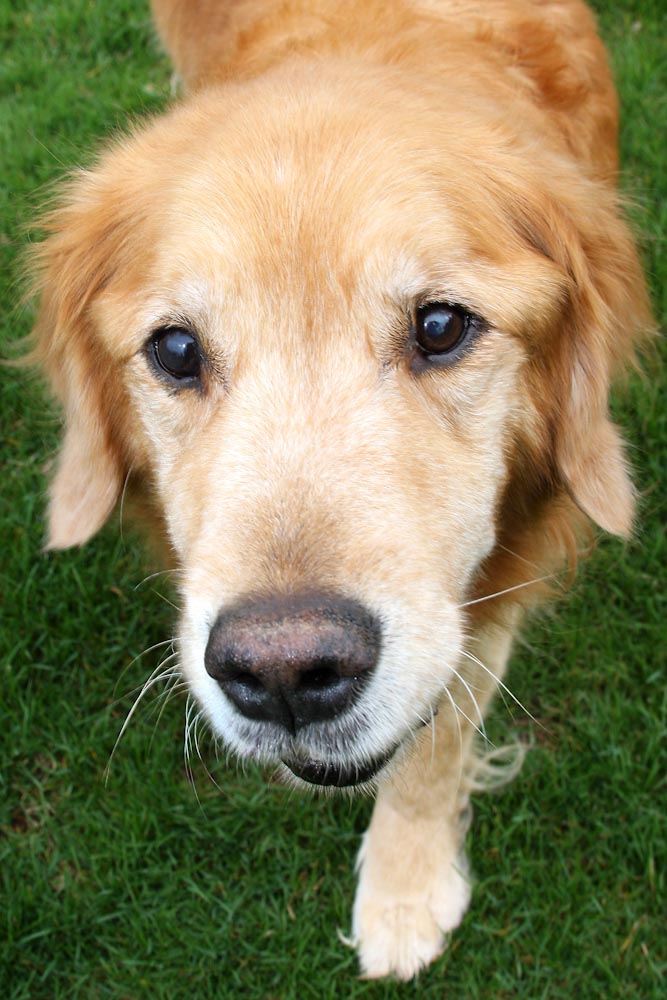 Golden Retriever 2.jpg