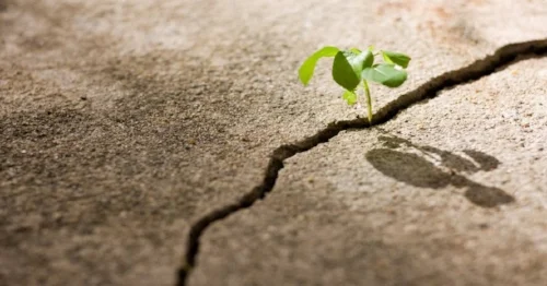 seedling and concrete.jpg