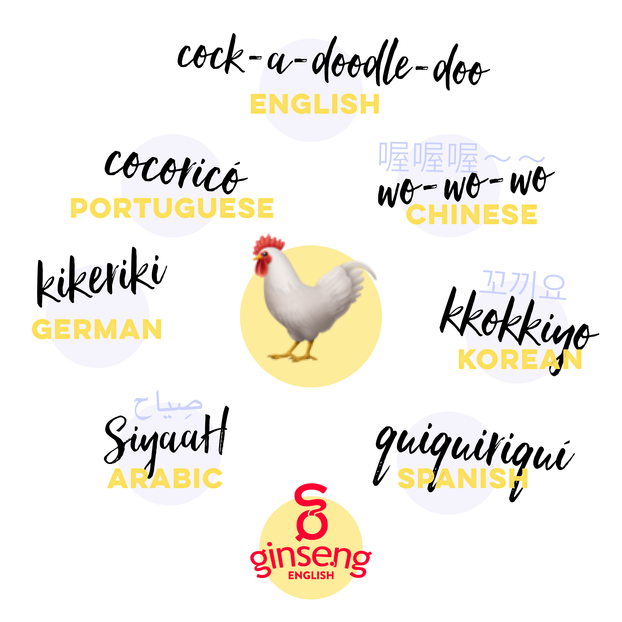 International Roosters! | Ginseng English | Learn English