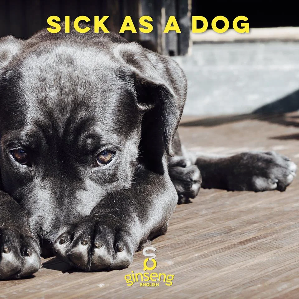 sick as a dog.jpg