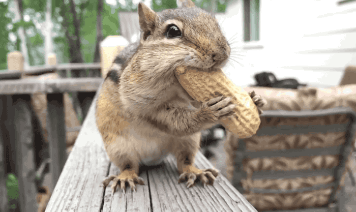 Squirrel squirreling away a peanut! 🐿🥜