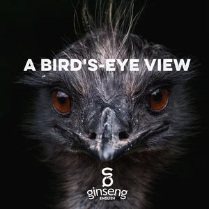 A+Bird's-eye+View.jpeg