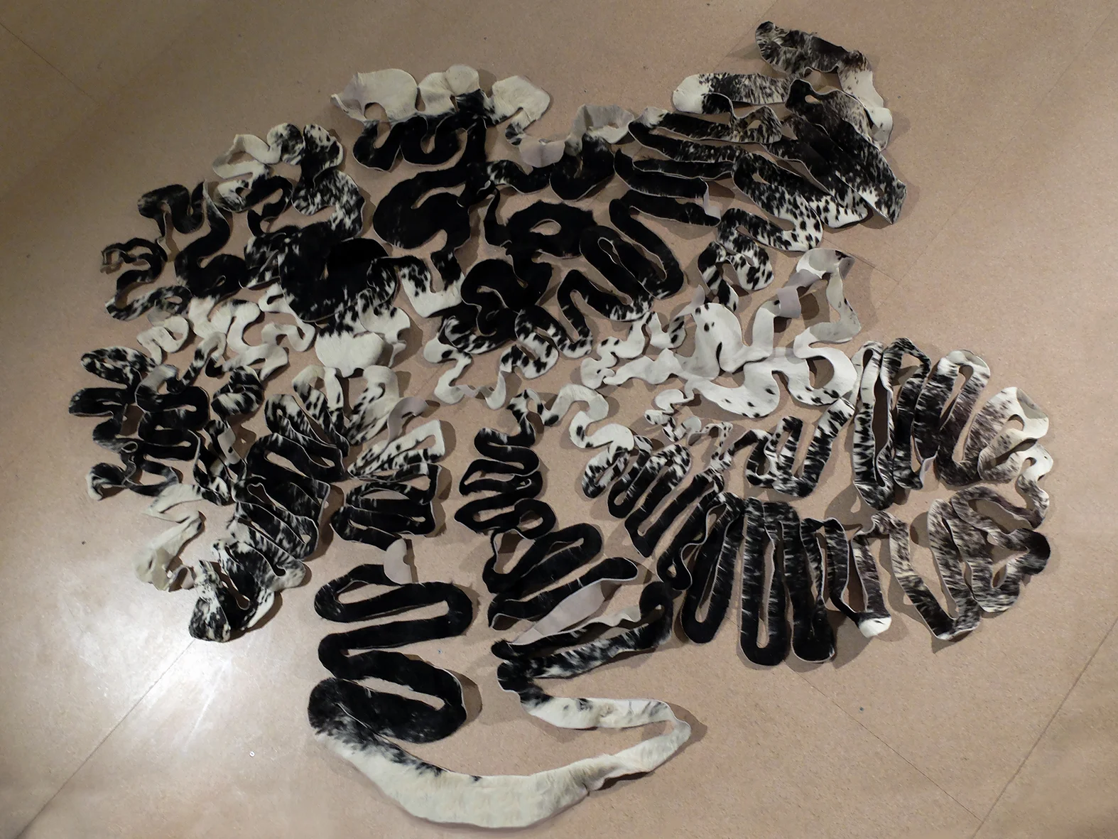 Dido's Problem - Whole hide in closed configuration.jpg