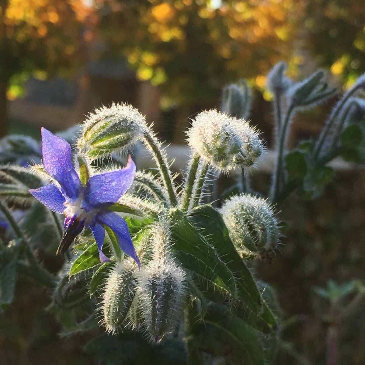 Borage (Borago officinalis)