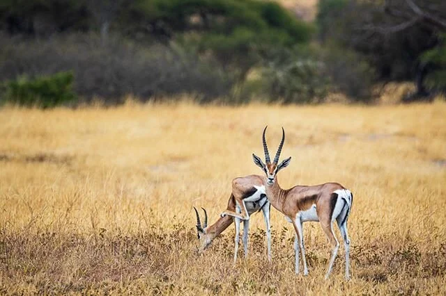 Ghe year is coming to an end... so are my Tansania pictures!😅
&bull;
#beautifuldestinations #beautifulworldscapes #Canon_photos #canonswitzerland #discoverearth #earthofficial #earth_shotz  #globeshotz #igrefined #ig_color #ig_countryside #ig_myshot
