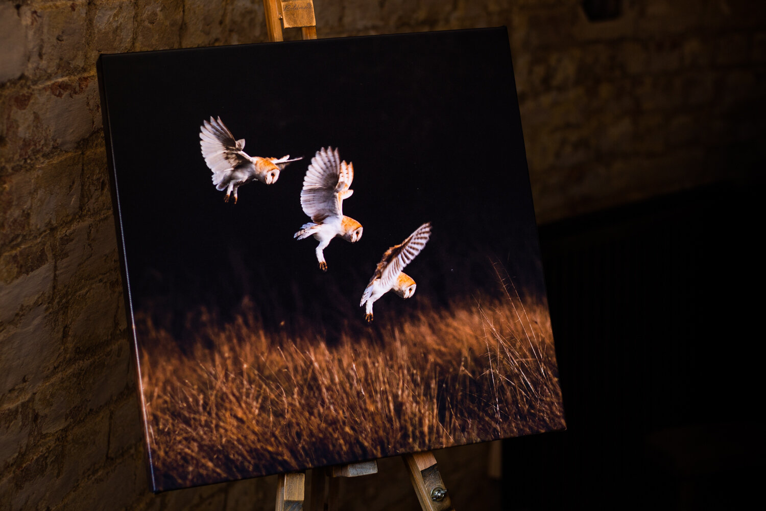 The Barn Owl Canvas