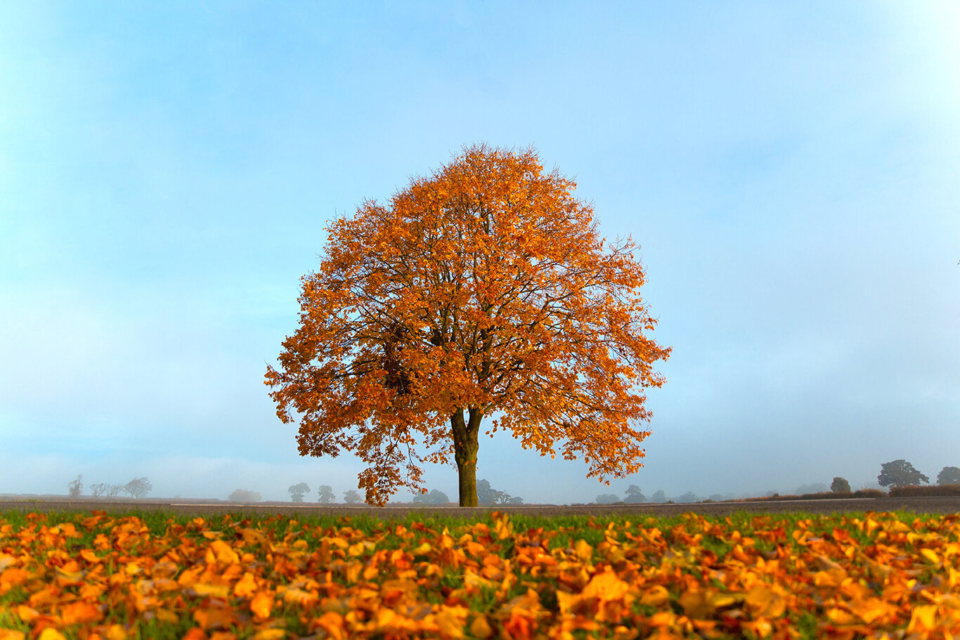 Autumn tree banner.jpg