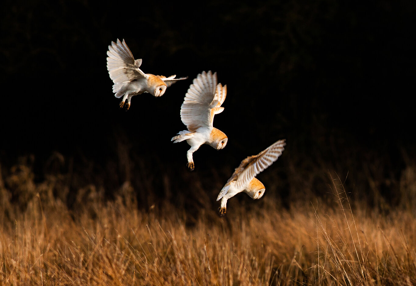 barn owl comp banner.jpg