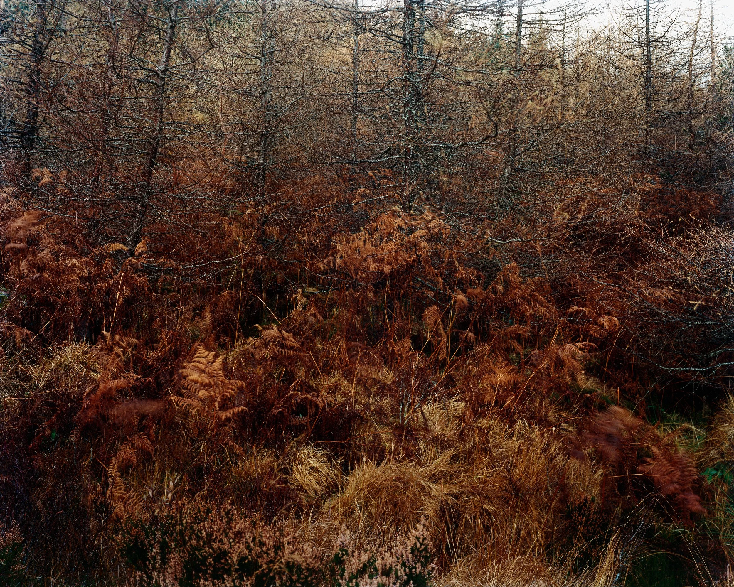 scotland f. pixelprintscan small .jpg